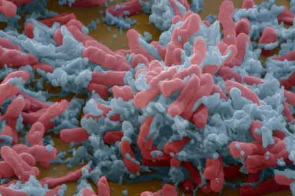 1490842801255499ocAt.jpg 1.jpg