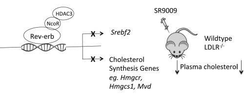 1521091541377065Sshb.png 6.png