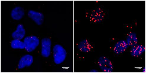 15578829511403624Uoj.png 4.png