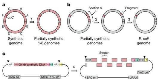 15590917727488241AWc.jpg 4.jpg