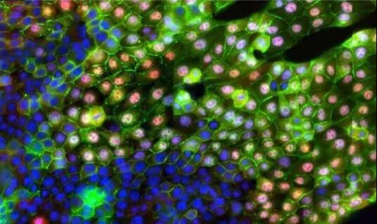 15645356699304246W1M.jpg 5.jpg