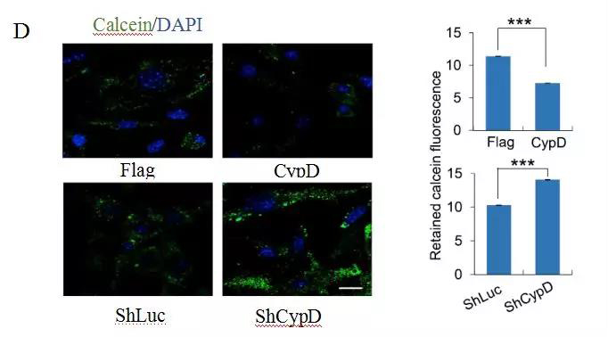 1565744890770334XE2X.jpg 4.jpg