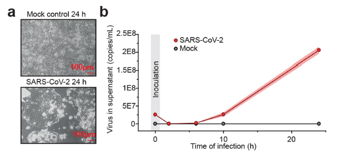 1590022759541942DvUn.png 2.png